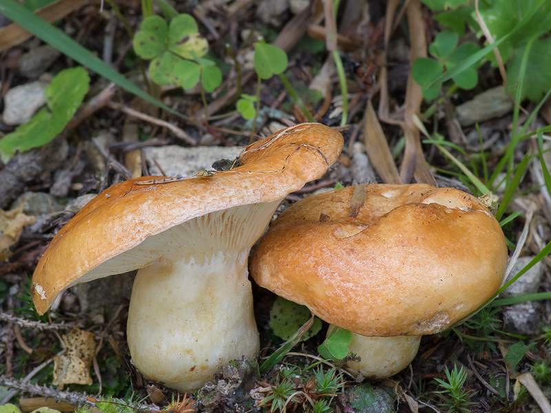 Lactarius zonarioides